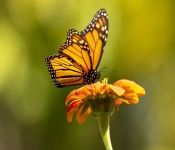 2019 09 15 LongFellowGardens 032